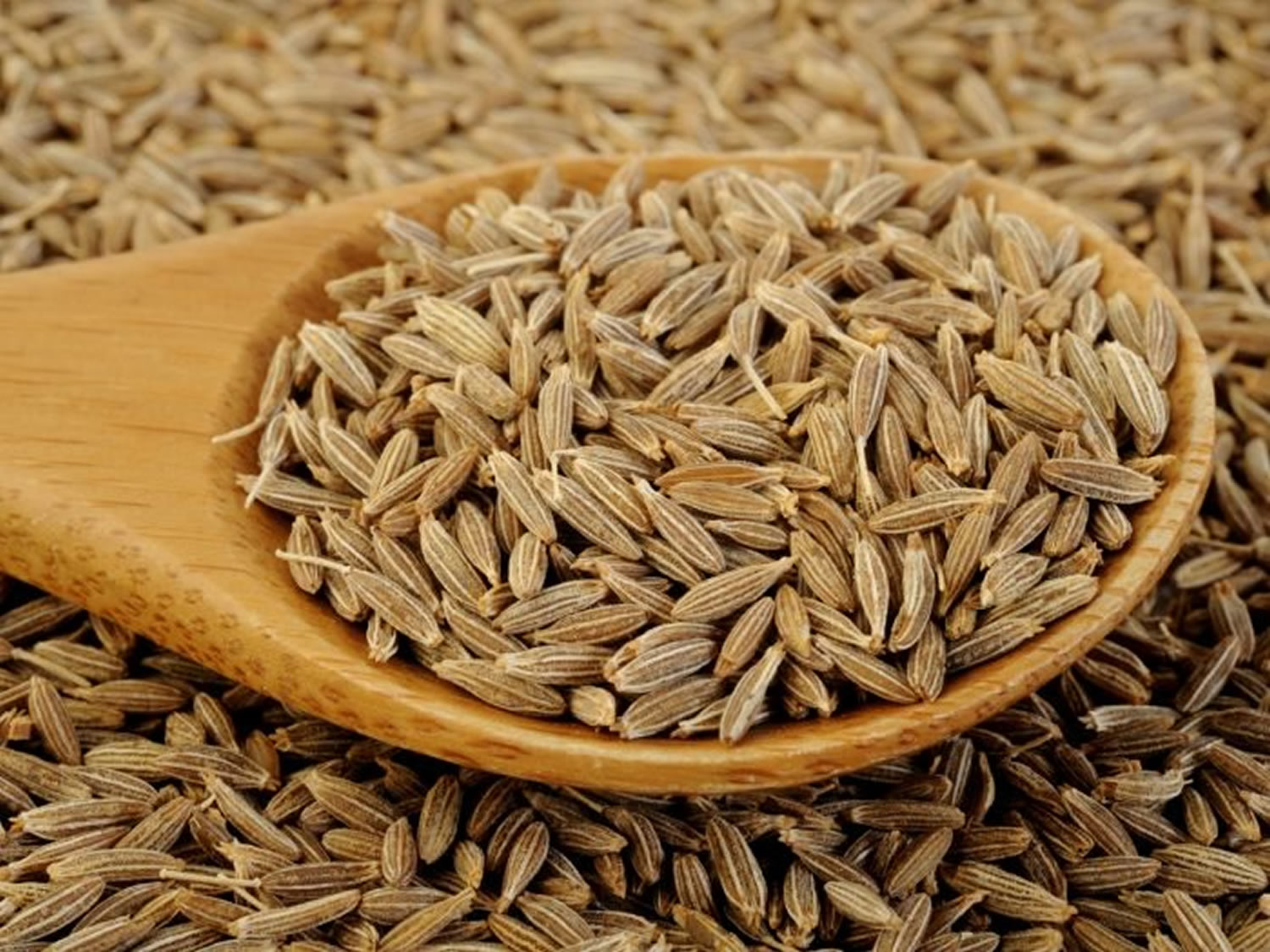 Cumin Seeds Exporter India | Jeera Bulk Supplier Mahuva