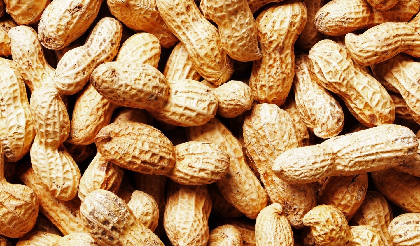 Groundnuts Bulk Exporter India | High Oil Content Peanuts Gujarat