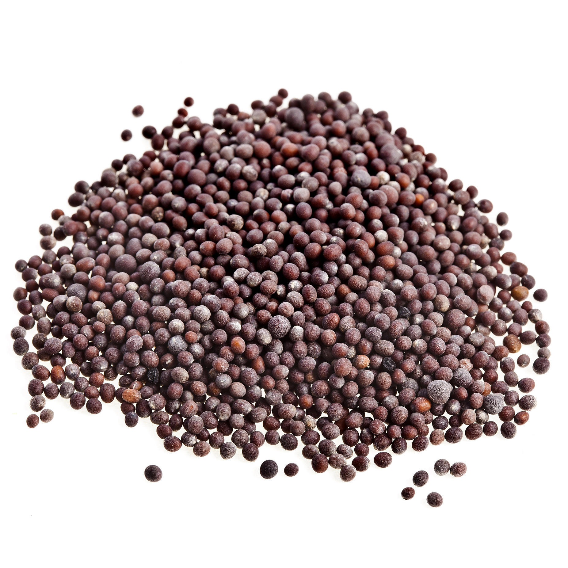 Mustard Seeds Export Supplier India | Yellow & Black Mustard Gujarat